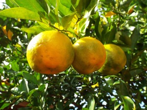 bergamot-354152_1280